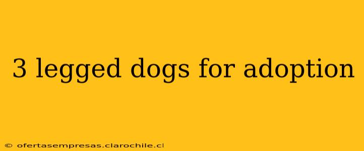 3 legged dogs for adoption