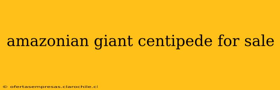amazonian giant centipede for sale