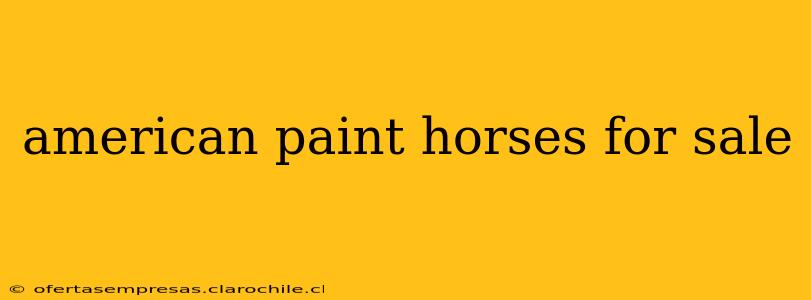 american paint horses for sale