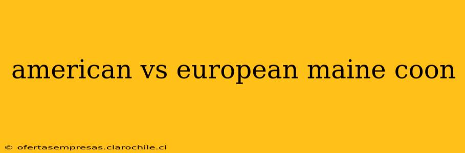 american vs european maine coon