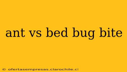 ant vs bed bug bite