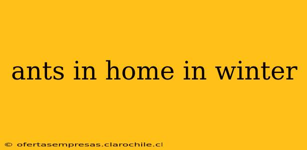 ants in home in winter