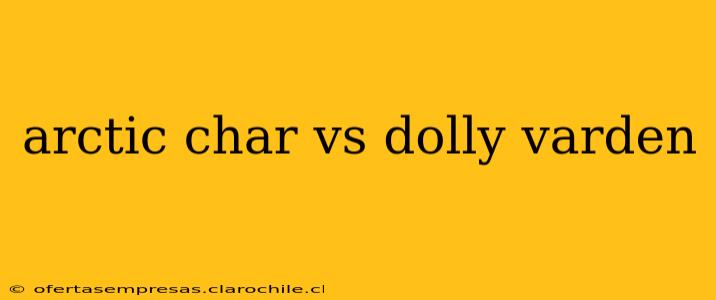 arctic char vs dolly varden