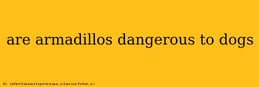 are armadillos dangerous to dogs