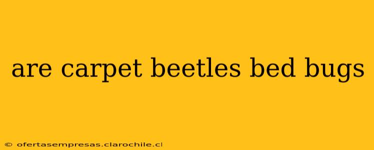 are carpet beetles bed bugs