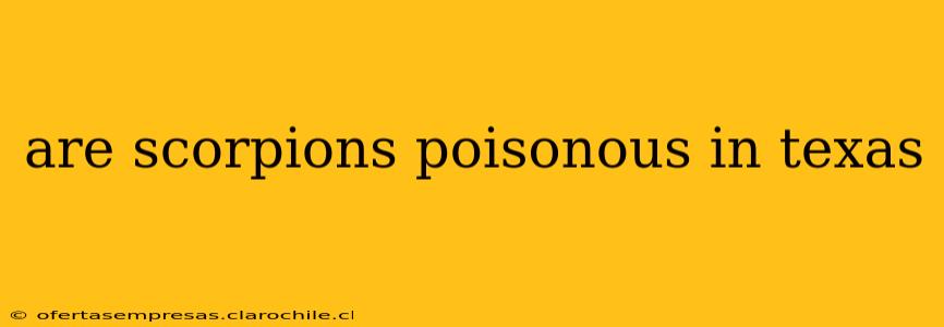 are scorpions poisonous in texas