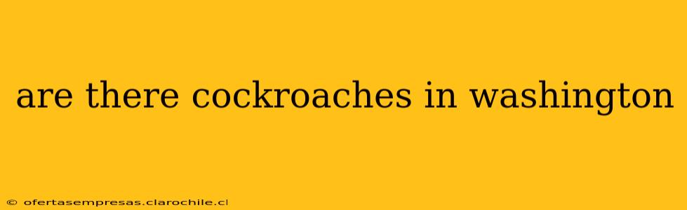 are there cockroaches in washington