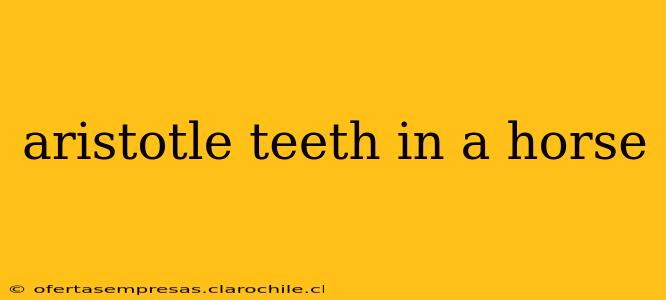 aristotle teeth in a horse