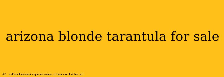arizona blonde tarantula for sale