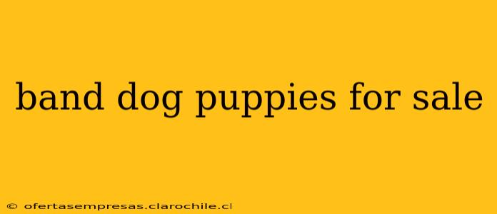 band dog puppies for sale