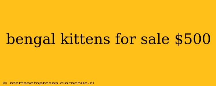 bengal kittens for sale $500