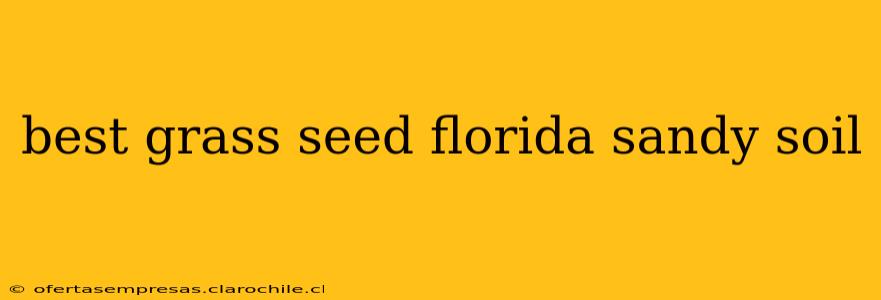 best grass seed florida sandy soil