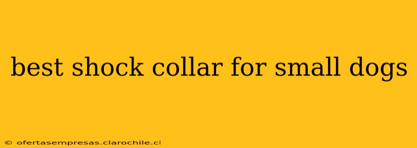 best shock collar for small dogs