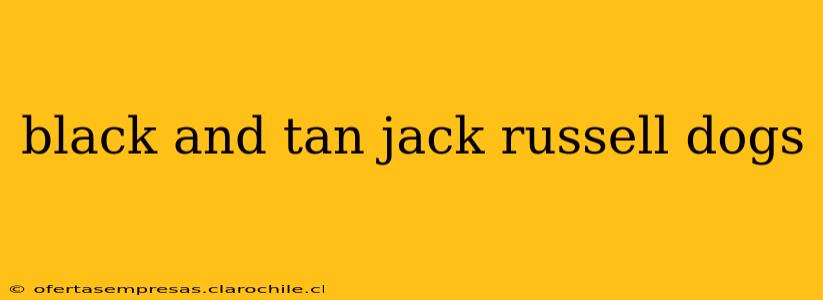 black and tan jack russell dogs