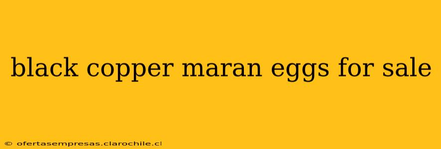 black copper maran eggs for sale