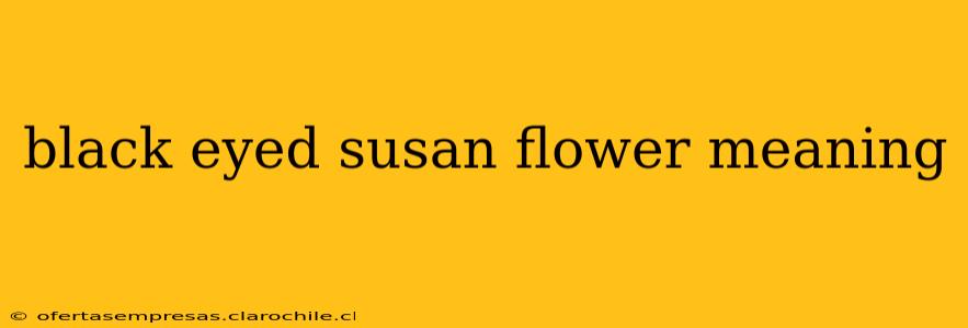black eyed susan flower meaning