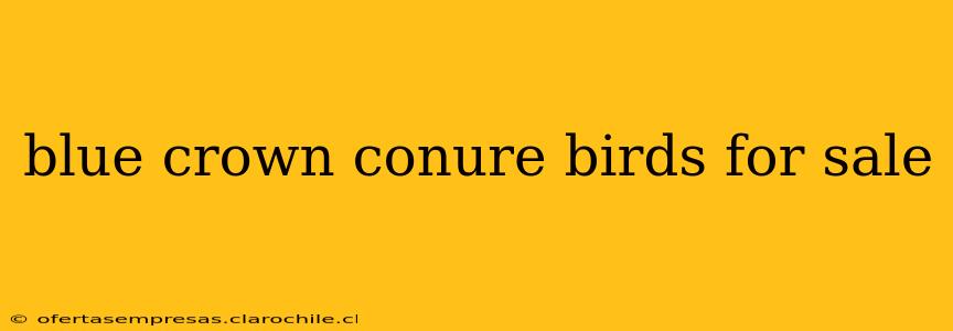 blue crown conure birds for sale
