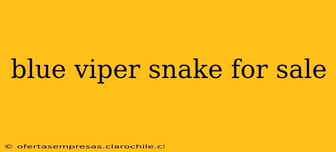 blue viper snake for sale