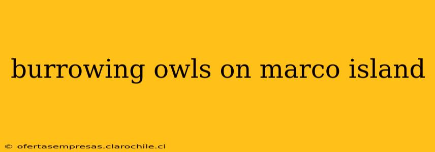 burrowing owls on marco island