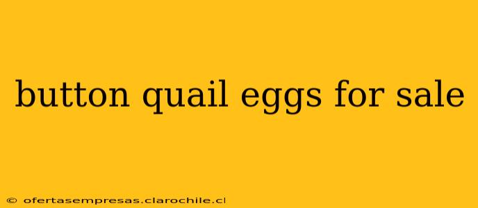button quail eggs for sale