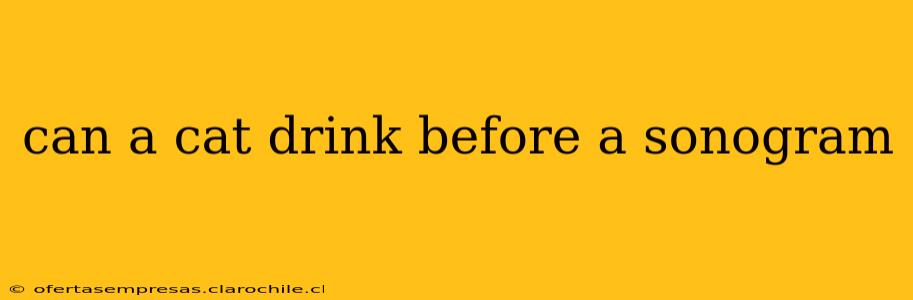 can a cat drink before a sonogram