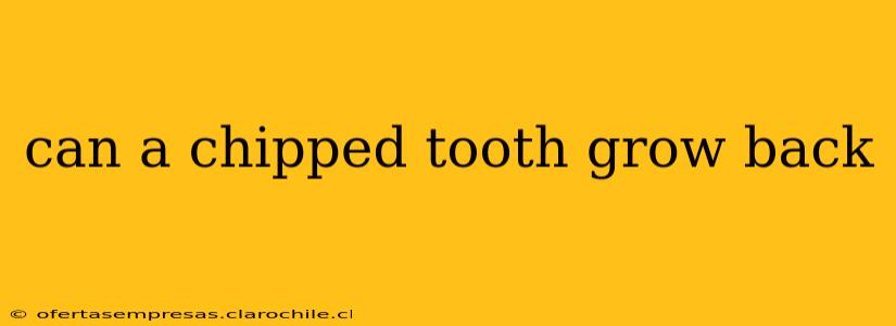 can a chipped tooth grow back