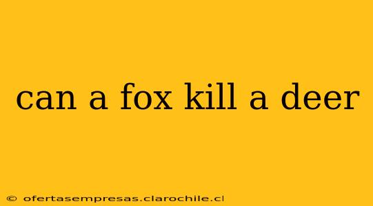 can a fox kill a deer