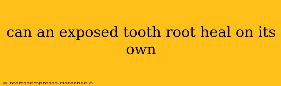 can an exposed tooth root heal on its own