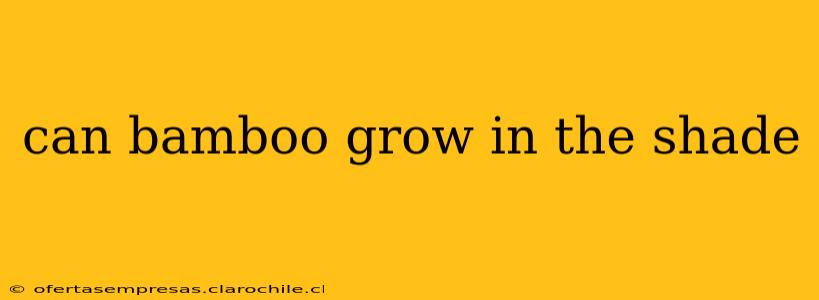 can bamboo grow in the shade