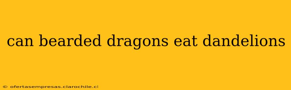 can bearded dragons eat dandelions