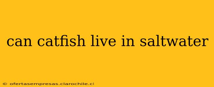 can catfish live in saltwater