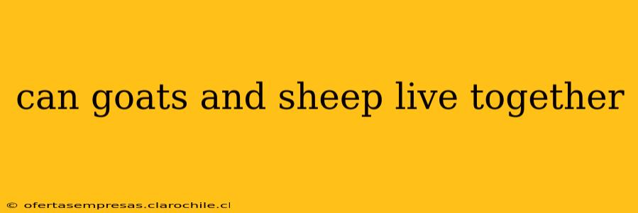 can goats and sheep live together