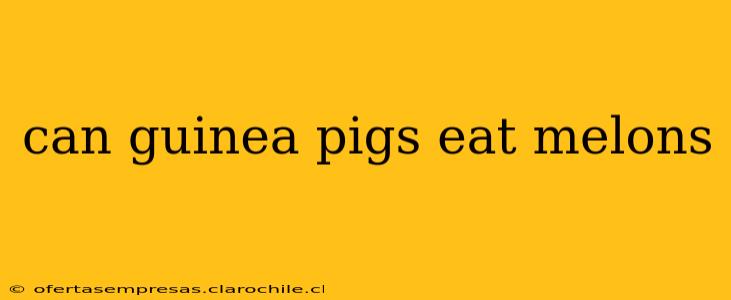 can guinea pigs eat melons