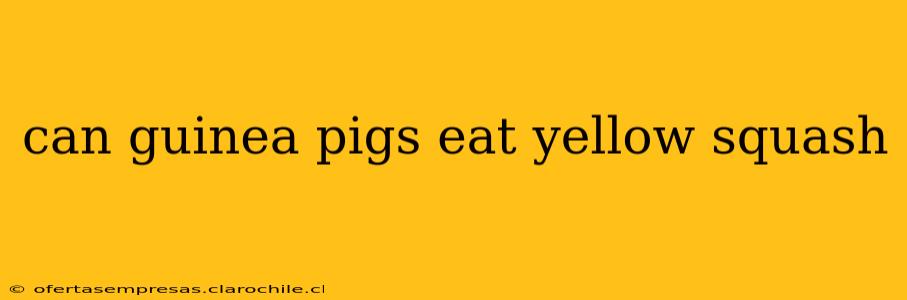 can guinea pigs eat yellow squash