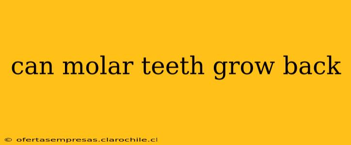 can molar teeth grow back