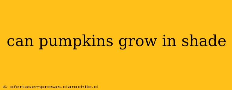 can pumpkins grow in shade
