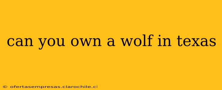 can you own a wolf in texas