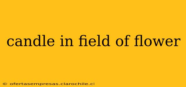 candle in field of flower