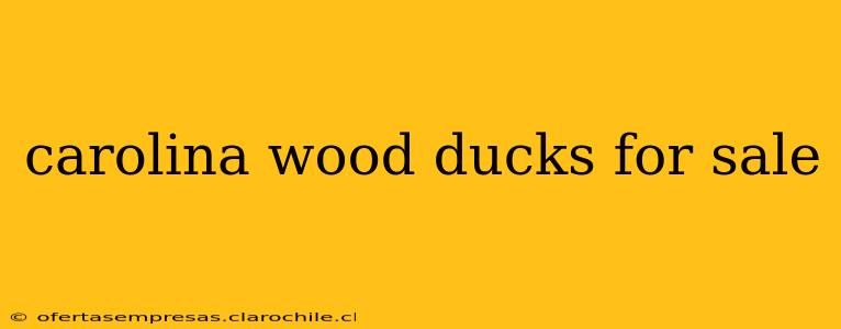 carolina wood ducks for sale