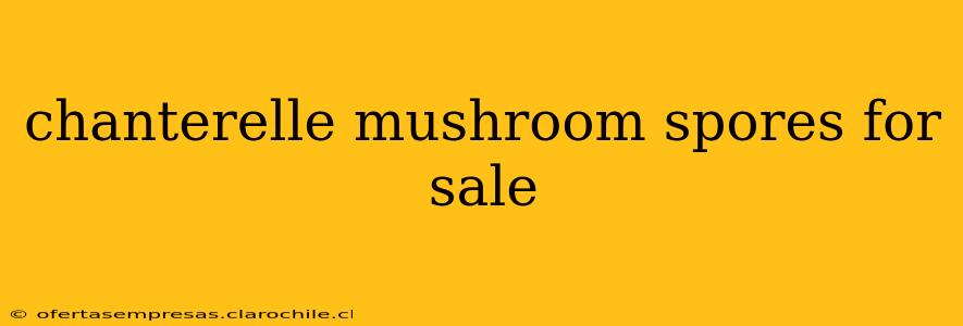 chanterelle mushroom spores for sale