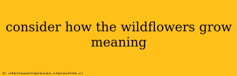 consider how the wildflowers grow meaning