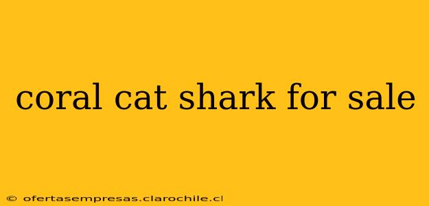 coral cat shark for sale