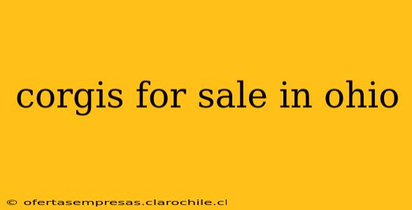 corgis for sale in ohio