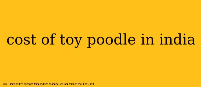cost of toy poodle in india