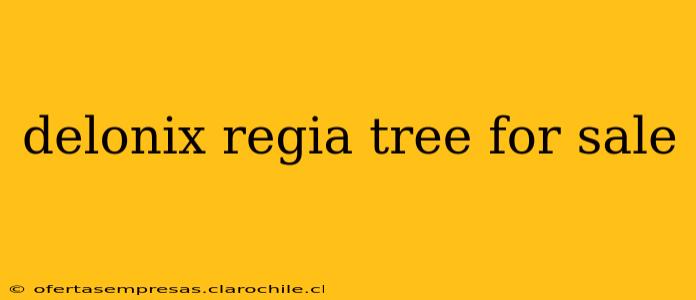 delonix regia tree for sale