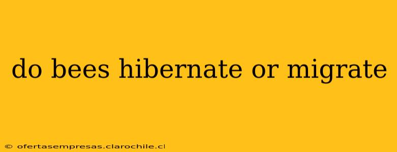 do bees hibernate or migrate