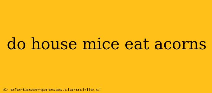 do house mice eat acorns