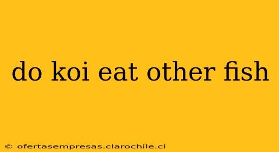 do koi eat other fish