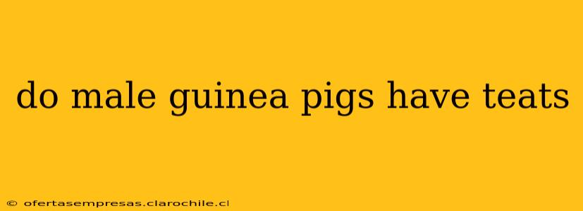 do male guinea pigs have teats