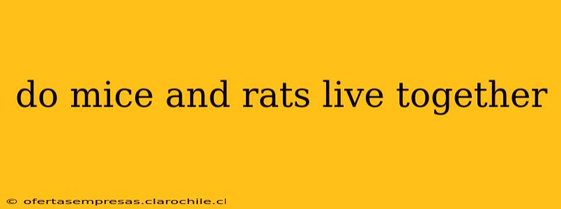 do mice and rats live together